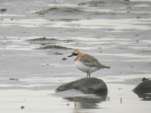 Charadrius leschenaultii - Greater Sand Plover - Ökenpipare