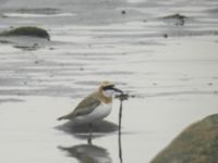 Charadrius leschenaultii Påarp, Halmstad, Halland, Sweden 20050504B 073