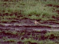 Charadrius mongolus ad Hälsingsgården, Hornborgasjön, Falköping, Västergötland, Sweden 19960713 (6)