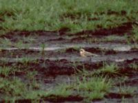 Charadrius mongolus ad Hälsingsgården, Hornborgasjön, Falköping, Västergötland, Sweden 19960713 (7)