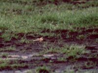 Charadrius mongolus ad Hälsingsgården, Hornborgasjön, Falköping, Västergötland, Sweden 19960713 (8)