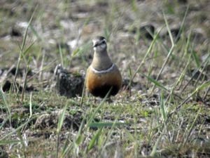 Charadrius morinellus - Eurasian Dotterel - Fjällpipare