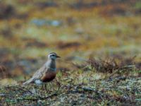 Charadrius morinellus Dårotjåkka, Ammarnäs, Sorsele, Pite lappmark, Lappland, Sweden 19940703