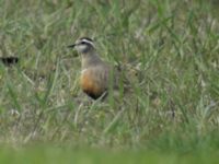 Charadrius morinellus female Tygelsjö ängar, Malmö, Skåne, Sweden 20050522 046