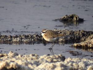 Charadrius pecuarius - Kittlitz's Plover - Kittlitzstrandpipare