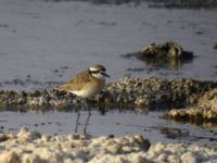 Charadrius pecuarius Wadi Natrun, Egypt 20090408 1041