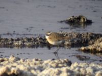 Charadrius pecuarius Wadi Natrun, Egypt 20090408 1060