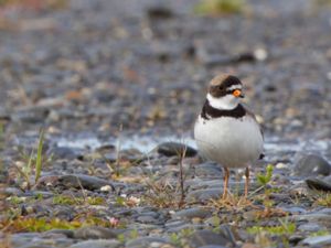 Charadrius semipalmatus - Semipalmated Plover - Flikstrandpipare