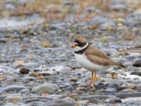 Charadrius semipalmatus ad Kenai mudflats, Homer, Alaska, USA 20140617_0884