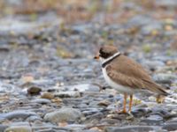 Charadrius semipalmatus ad Kenai mudflats, Homer, Alaska, USA 20140617_0890