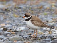 Charadrius semipalmatus ad Kenai mudflats, Homer, Alaska, USA 20140617_0894