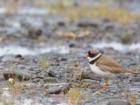 Charadrius semipalmatus ad Kenai mudflats, Homer, Alaska, USA 20140617_0899