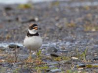 Charadrius semipalmatus ad Kenai mudflats, Homer, Alaska, USA 20140617_0906