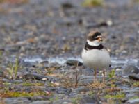 Charadrius semipalmatus ad Kenai mudflats, Homer, Alaska, USA 20140617_0908