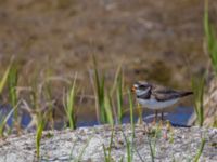 Charadrius semipalmatus ad Safety Sound, Nome, Alaska, USA 20140621_0551