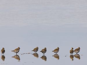 Pluvialis apricaria - European Golden Plover - Ljungpipare