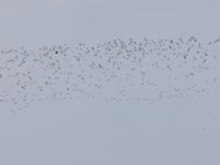 Pluvialis apricaria Tygelsjö ängar, Skåne, Sweden 20230917_0025