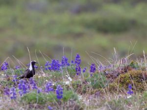 Pluvialis dominica - American Golden Plover - Amerikansk tundrapipare