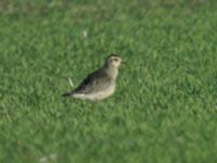 Pluvialis dominica 1cy Gislövs stjärna, Simrishamn, Skåne, Sweden 20051019 049