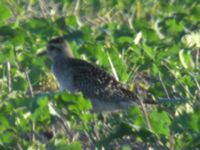 Pluvialis dominica 1cy Gislövs stjärna, Simrishamn, Skåne, Sweden 20051019 096