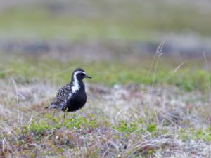 Pluvialis fulva - Pacific Golden Plover - Sibirisk tundrapipare