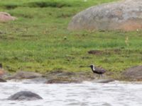 Pluvialis fulva ad Bottorps hamn, Kalmar, Småland, Sweden 20110715B 057