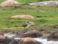 Pluvialis fulva ad Bottorps hamn, Kalmar, Småland, Sweden 20110715B 065