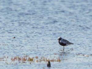 Pluvialis squatarola - Grey Plover - Kustpipare