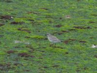 Pluvialis squatarola 7.5 km NE Oualidia, Morocco 20180226_0010