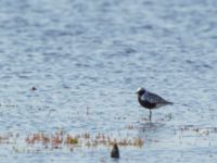 Pluvialis squatarola ad Tygelsjö ängar, Malmö, Skåne, Sweden 20160819_0046