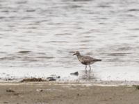 Pluvialis squatarola ad Tygelsjöbäckens mynning, Tygelsjö ängar, Malmö, Skåne, Sweden 20220828_0005