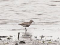 Pluvialis squatarola ad Tygelsjöbäckens mynning, Tygelsjö ängar, Malmö, Skåne, Sweden 20220828_0015