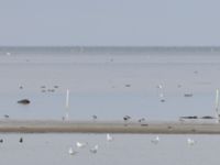 Pluvialis squatarola et Calidris alpina Tygelsjöbäckens mynning, Tygelsjö ängar, Malmö, Skåne, Sweden 20230923_0002