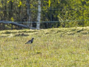 Vanellus cinereus - Grey-headed lapwing - Gråhuvad vipa