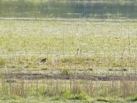 Vanellus cinereus Strandvik, Karlstad, Värmland, Sweden 20190514_0040