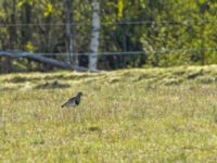 Vanellus cinereus Strandvik, Karlstad, Värmland, Sweden 20190514_0183