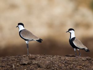 Vanellus spinosus - Spur-winged Lapwing - Sporrvipa