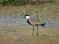 Vanellus spinosus Abassa, Egypt 20090409 1321