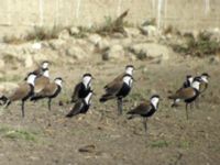 Vanellus spinosus Tell el Kebir, Egypt 20090410 2036