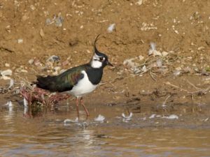 Vanellus vanellus - Northern Lapwing - Tofsvipa