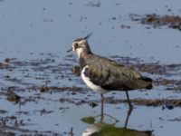 Vanellus vanellus Roys hörna, Klagshamns udde, Malmö, Skåne, Sweden 20220724_0045