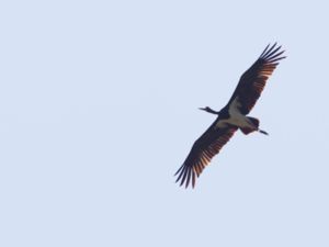 Ciconia nigra - Black Stork - Svart stork