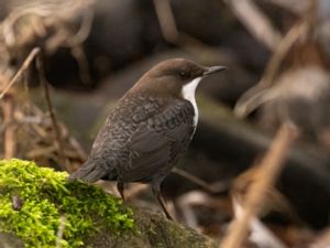 Cinclus cinclus - White-throated Dipper - Strömstare