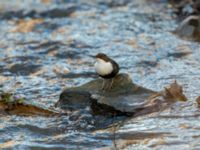 Cinclus cinclus Risebergabäcken, Riseberga, Malmö, Skåne, Sweden 20191207_0003