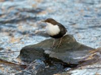 Cinclus cinclus Risebergabäcken, Riseberga, Malmö, Skåne, Sweden 20191207_0005