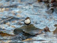 Cinclus cinclus Risebergabäcken, Riseberga, Malmö, Skåne, Sweden 20191207_0009