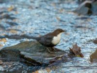 Cinclus cinclus Risebergabäcken, Riseberga, Malmö, Skåne, Sweden 20191207_0022