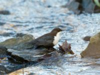 Cinclus cinclus Risebergabäcken, Riseberga, Malmö, Skåne, Sweden 20191207_0026