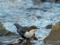 Cinclus cinclus Risebergabäcken, Riseberga, Malmö, Skåne, Sweden 20191207_0031