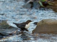 Cinclus cinclus Risebergabäcken, Riseberga, Malmö, Skåne, Sweden 20191207_0032